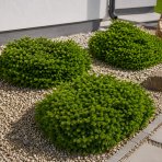 Smrek obyčajný (Picea abies) ´LITTLE GEM´ – výška 5-10 cm , ø 10-15 cm, kont. C2L